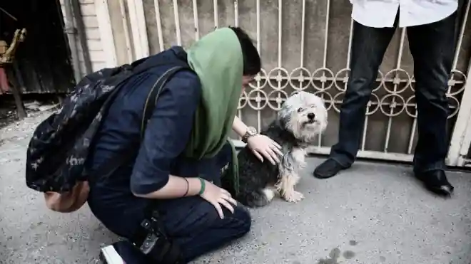 Teherán kutya