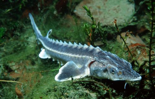 Russian / Danube Sturgeon {Acipenser gueldenstaedti} Rhine, Germany