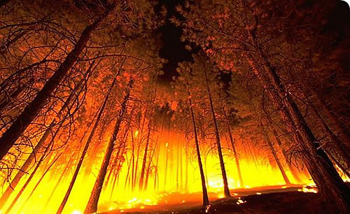 Az erdőtüzek megelőzéséért