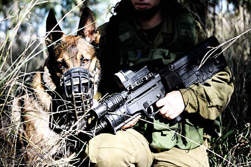 Vizsgálat egy palesztin fiatal kutyás elfogása ügyében