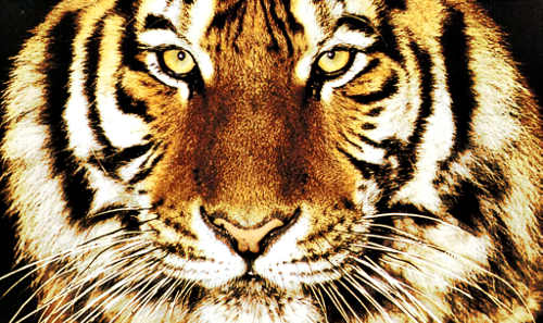 Végzett gondozójával az állatkerti tigris