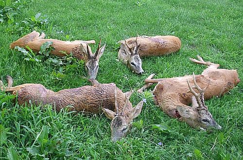 Rágcsálóirtó szerek végeztek az őzekkel