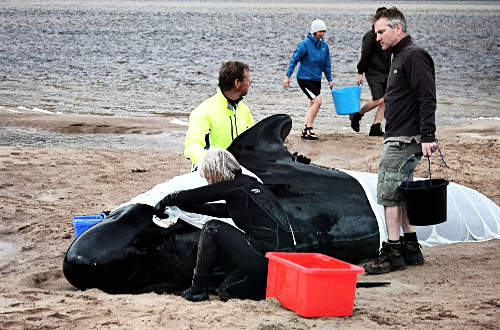 A brit haditengerészet felelős a skóciai tömeges delfinpusztulásért