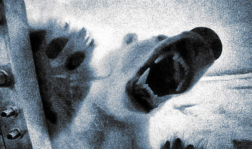 Túléltek egy jegesmedve-támadást, büntetést kaptak érte