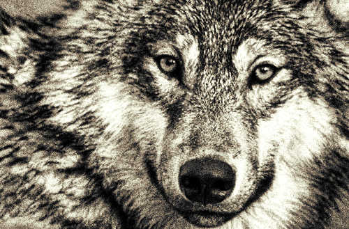 Toportyánveszély a Pécs környéki erdőkben