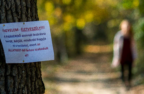 Úgy érezte szabadon él: kilőtték a szökevény farkast