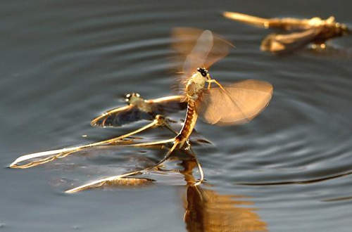 Rendőrök vigyáznak arra, hogy semmi a kérészek násztáncát