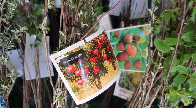 gyümölcsfaoltvány (fotó: NÉBIH)