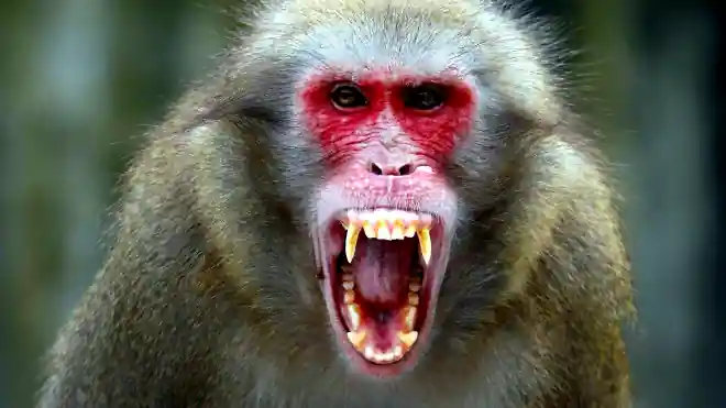 agresszív majom