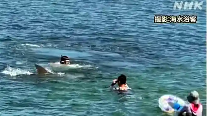 delfintámadás ért két fürdőzőt egy japán strandon