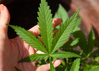 Te mennyire vagy képben a különféle kenderfajtákkal?