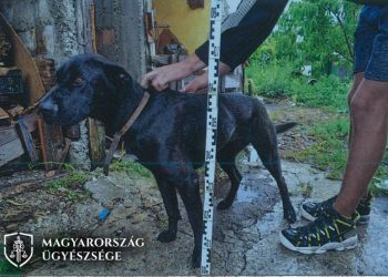 Borsodi férfi rátámadt a rendőrökre: fejelés, kutyausztítás, gázspray