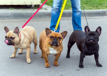Ismerd meg a komikus külsejű, mókás kutyafajtát, a francia bulldogot!