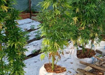 TEK-akció Komádiban: 109 tő kannabisz és lőszerarzenál egy házban