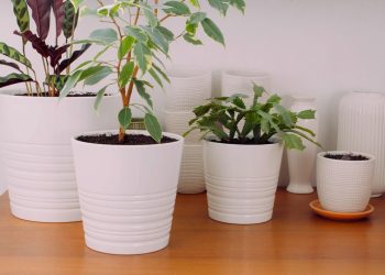 Tavaszi gondoskodás szobanövényeinknek: hasznos tippek az átültetéshez!