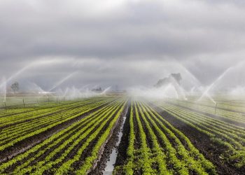 Okos öntözés: a jövő kertgondozása